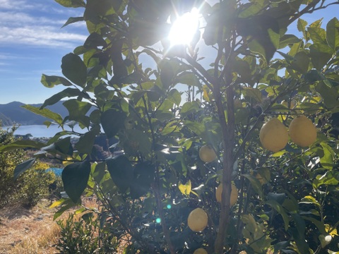 【KUMANO LEMON】リスボンレモン　4.5kg(27個〜36個)
⭐︎採れたて直送⭐︎