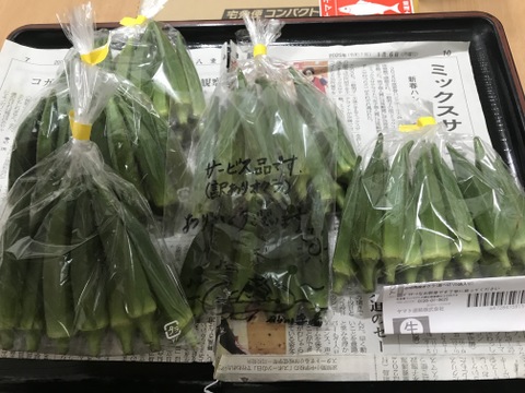 食べ切り🉐ネバネバたっぷり！石垣島産バラエティオクラ　5袋(1袋/13〜15本入)
小さいのや、大きいのや、太いのや、色々なオクラの詰め合わせ‼️