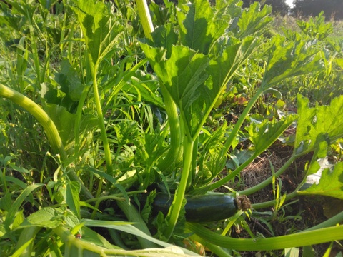 自然農園の健康やさい！　夏野菜珠玉の6品セット