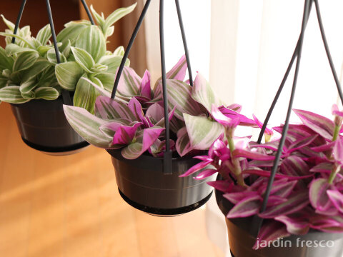 おしゃれなハンギングタイプ！観葉植物 トラディスカンチア ナヌーク 10.5cm吊り鉢 (203785)