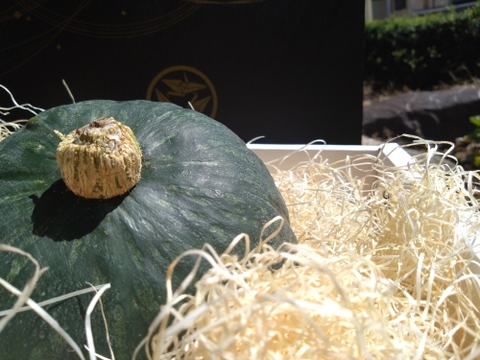 日テレ出演で話題沸騰💡【幻の葉隠れかぼちゃ】女性に大人気！最高糖度40度オーバー限界ギリギリまで糖化させた幻のカボチャ🎃寛永鶴見ブランドお試し大玉1個【夏ギフト】