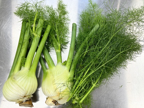 イタリア野菜　フェンネル２株　農薬・化学肥料不使用で大切に育てました！
