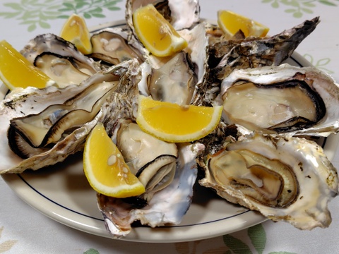 【お徳用】小粒で使いやすい京丹後・久美浜産殻付き牡蠣（加熱用）　2.4kg