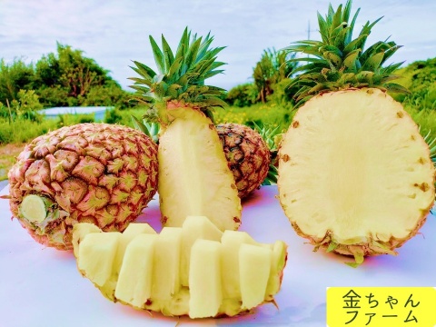 とろける優しさ】乳白のパイン『ホワイトココ』2玉(約2.0kg