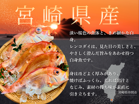 【白身魚の食べ比べ】甘鯛 × レンコダイ セット（合計６kg）