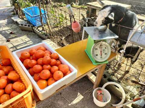 蔵出し紅みかん「特別限定品」（５㎏）