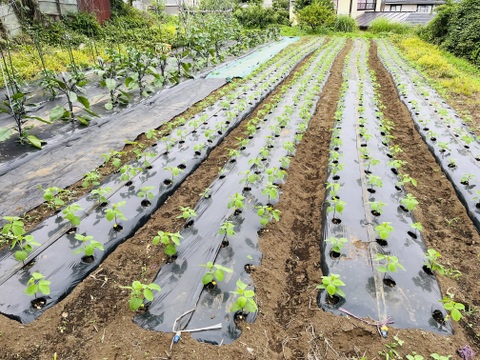 枝豆:「湯上がり娘」900g味には自信が有ります！濃厚な味😋「当日収穫/当日出荷！」