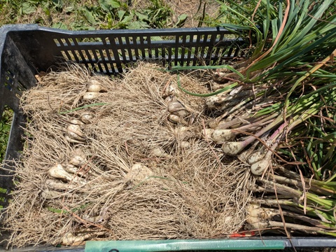 博多のシャキシャキらっきょう　1kg　福岡県産