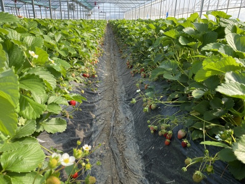 春はまほろば🍓やうやう朱くなりゆく勾玉 おいCベリー200g×8パック【小粒1.6㎏】