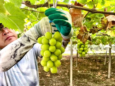 希少品種！富士の輝１房＋シャインマスカット１房
発送予定：9月12日～9月18日