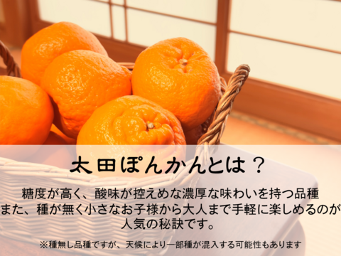 【プチプチ食感♪＆種なし】太田ぽんかん《ご家庭用 5kg》｜サイズ混合｜愛媛・西宇和産