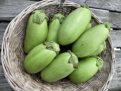 残りわずか！ふわトロ食感の緑ナス(2kg)