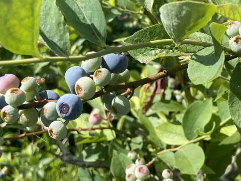 朝摘み　ブルーベリー　ラビットアイ系　６００ｇ（３００ｇｘ2ｐ）《生食・ジャム・スムージーに》　農薬不使用　【橋本ふるさと便】
