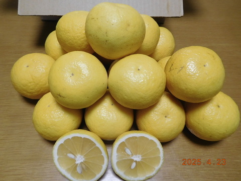 🍊　初夏の爽やかな味わい！『伊豆特産ﾆｭｰｻﾏｰｵﾚﾝｼﾞ』　　　　☆新企画/Sｻｲｽﾞ・おてごろ少量プラン                  
    ご家庭・ご贈答に！　　/　約 2.0㎏