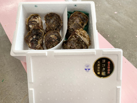 【夏ギフト】ヨコタ礁天然岩牡蠣_生食用　セット品（小4個、大2個）