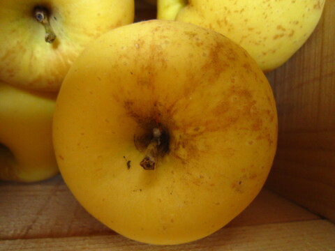 完熟はるか(有袋) 小玉(サビ) 家庭用 総重量 約3.8kg 青森県 南部地方産 自家りんご農園生産直送品！