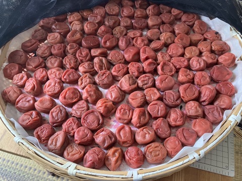 夏が来た🌴サマーセール(500円引き)【特別栽培】和歌山県産　南高梅 3Lサイズ(梅干し用)10kg