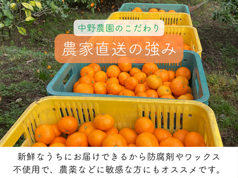予約商品】11月上旬〜順次発送 大人気！ ゆら早生みかん 10kg