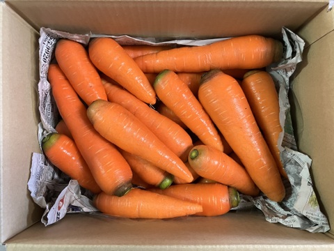 【有機JAS認証】採れたて人参3kg、みずみずしい！味が濃い！甘みも十分！