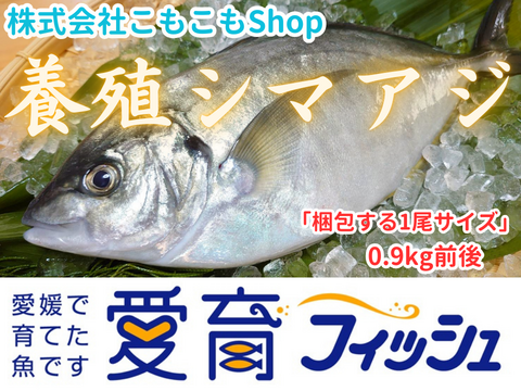 “アジ界の最高峰”　養殖シマアジ！（2尾入）/箱