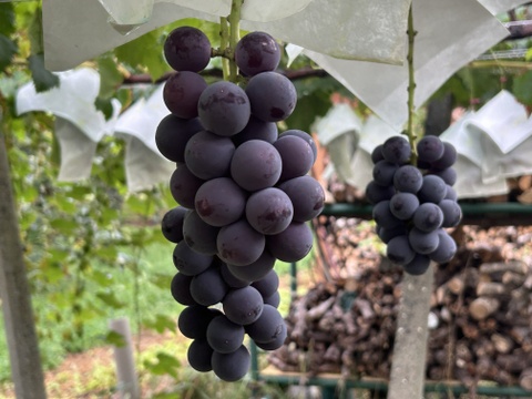 山梨県勝沼産　間違いのない甘さ！巨峰