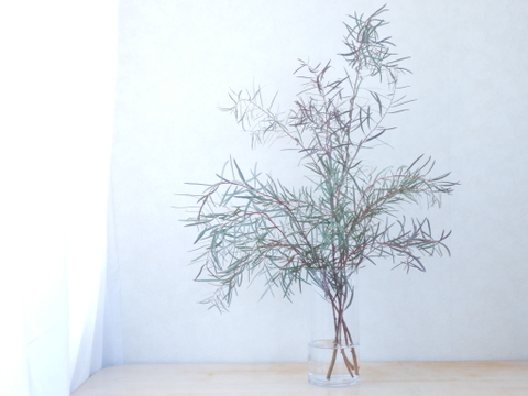 ユーカリ枝物【ニコリ】(50～60㎝/10本)インテリアをおしゃれに！アレンジにも