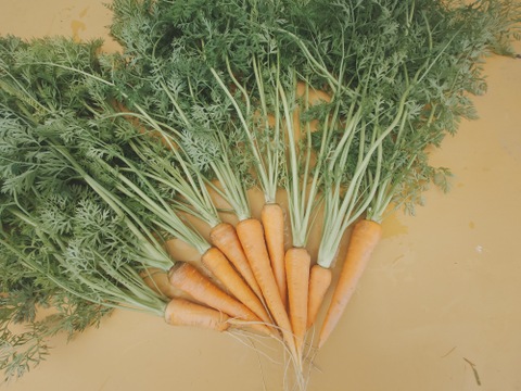 自然栽培　農薬不使用　無肥料　固定種  人参葉 品種 自然農法 にんじん葉つき1キロ60サイズ