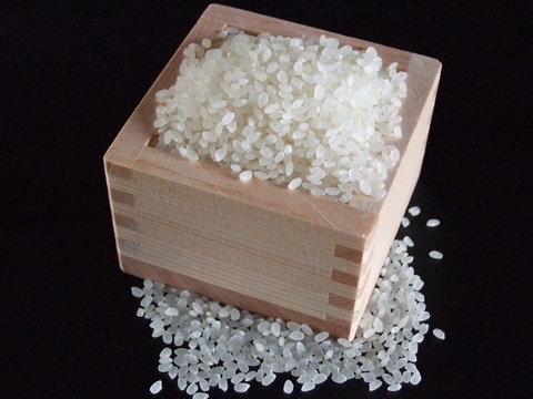 新潟県ブランド米新之助　令和6年産精米5キロ