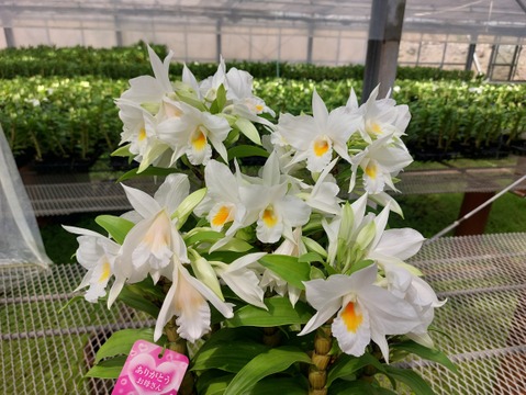 【母の日ギフト】ボリュームのある豪華な蘭をどうぞ 夏の蘭“フォーミディブル”5本立