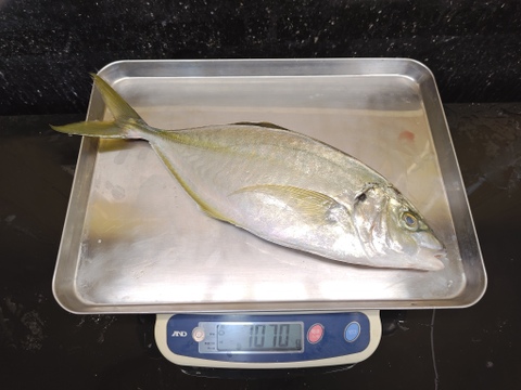 【アジ科の最上位】天然シマアジ　1070g　山陰までやって来る【迷い】シリーズ【1匹限定】
