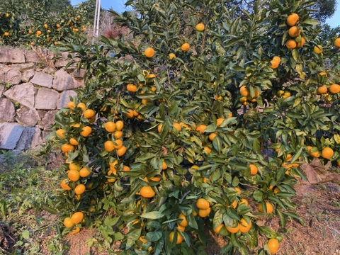 【これ選べば間違いなし】段畑育ちの早生みかん　サイズ混合　10kg