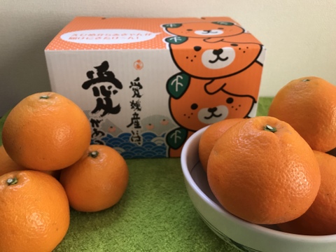 柑橘セット【いよかん】【イエローレモン】ご家庭用(3kg)