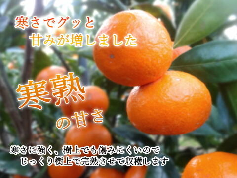 まったりしたコクと頑固な甘さ！マルチ栽培と寒さで甘さがグッと増した食べ頃発送！12月18日以降の年内お届け！頑固な甘さの新こたつみかん「石甘太（いしあまた）」　サイズ混合　ほどよい３ｋｇ【526-3】