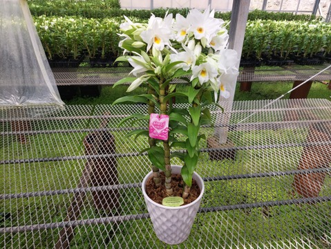 【母の日ギフト】夏の蘭“フォーミディブル〟4本立