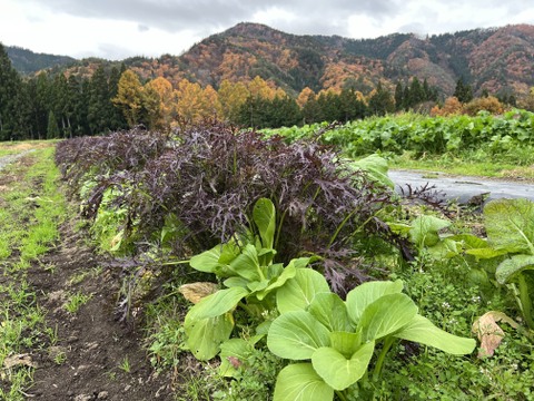 旬の野菜を堪能できる。朝採れ自然栽培野菜とハーブのセット　５～７種類　約３～４kg