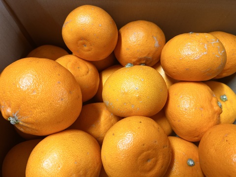 [発送開始！] 愛媛県産 せとか 家庭用 5kg