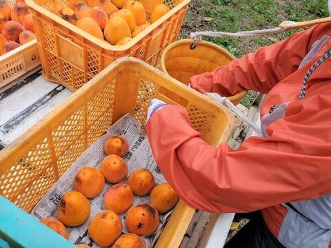 【ゲン担ぎ福袋】『あんぽ柿』10パック　しっとりトロッと冬の贅沢スイーツ