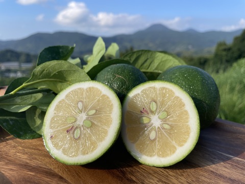 【今が旬！】グリーンマイヤーレモン、果汁たっぷり！5キロサイズ