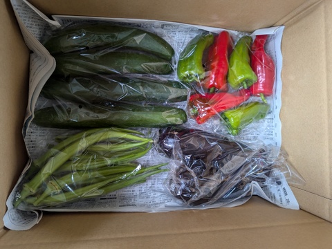 【栽培期間中　農薬不使用！】きよさんが旬のお野菜をセレクト！季節の福野菜セット小 (60サイズの箱に入るだけ　3種類程度）