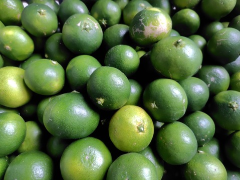 【農薬不使用】摘果温州みかん　青みかん　5㎏