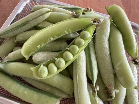 【常温便】希少なエンドウ豆「アラスカ」 0.5kg