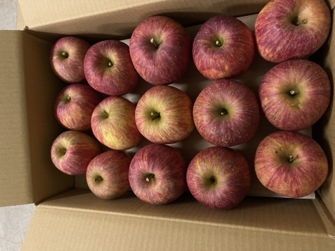 ふぞろいの林檎たち　サンふじ　家庭用　10kg