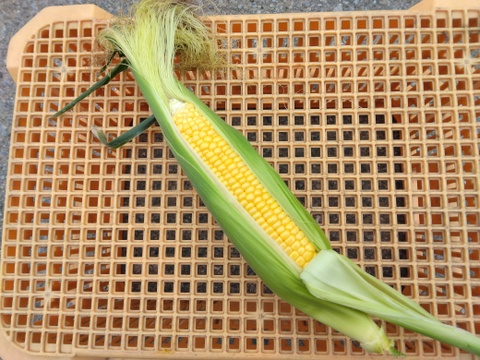 本日発送🌽サニーショコラ🌽(13～16本)