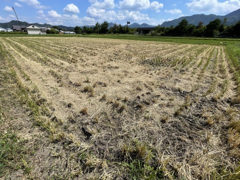 【令和7年産新米】「丹波ひかみ米　コシヒカリ」（精米4.5ｋｇ）