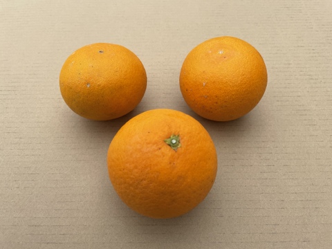 2種詰合せ 不知火と清見オレンジ　約5kg