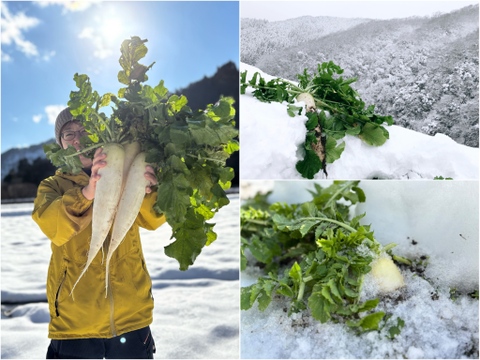 【１人１度だけの特別品】　≪雪国で育まれた水分・甘みたっぷりの大根≫　兵庫県香美町産「雪ぶとん大根」（３本箱入）