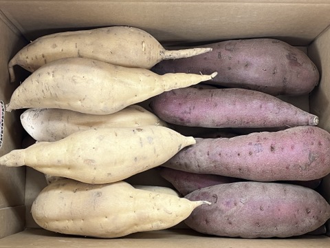 さつまいも紅白セット　〈五郎島金時〉と〈きみまころ〉1箱×5ｋｇ入