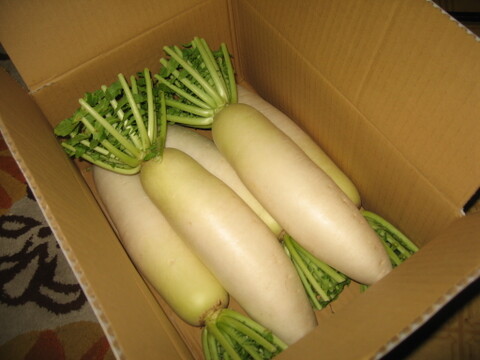 甘みと香りが立つ、島原の秋採れだいこん 5本【冬ギフト】