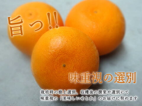 【２箱まとめ買い】大感動！樹上じっくりで完熟させた甘～い大トロせとか！とろける甘さと上品な味わい！当園オリジナル有機肥料で高糖度！「木熟せとか」サイズ混合　お試し品　約２ｋｇ２箱セット【413-2】