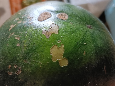 自然栽培のスイカ（固定種）【B品1玉︰2.5-4.5kg】